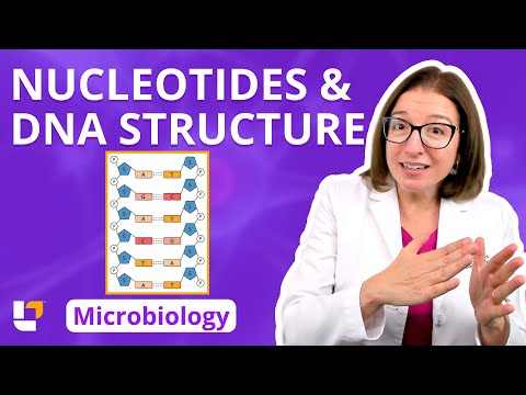 Nucleotides & DNA Structure: Microbiology  Pre-Nursing, Pre-Med & Health Field Careers | @LevelUpRN