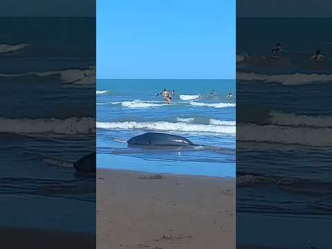 Un Elefante Marino en Monte Hermoso #animalesmarinos