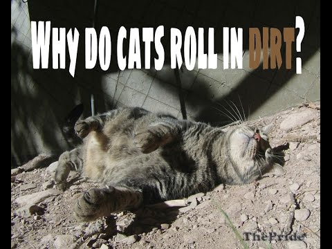 Why do cats roll in dirt?