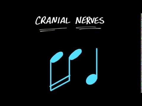 MY CRANIAL NERVE SONG - YouTube