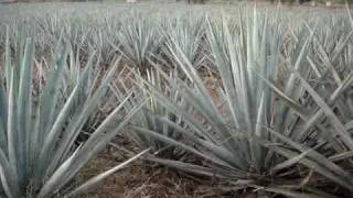 preview picture of video 'Plantio de Agave Azul de la especie Agave Tequilana entre Tequila y Amatitan.'