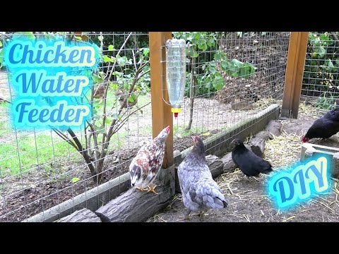 Hühner Tränke selber bauen -  Hühner Tipp - DIY chicken waterer with a plastic bottle