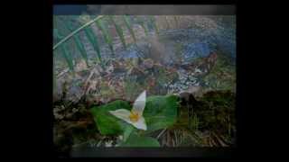 I find your love in everything.wmv