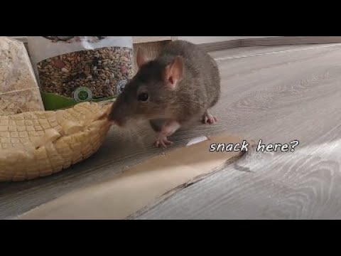 Rat is roaming in my room