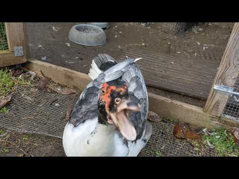 Yetuk pussies lanet rasmlar