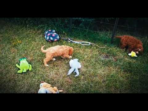 Cavapoo Welpe kaufen