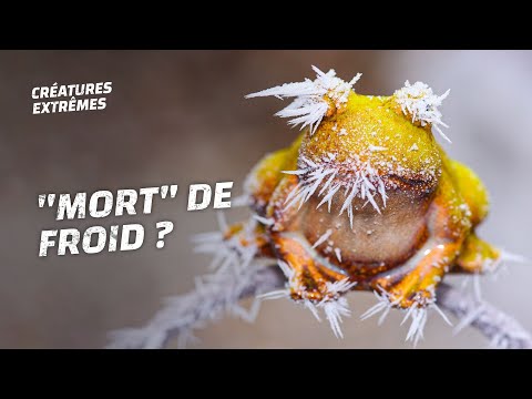 Ces animaux peuvent geler et revenir à la vie