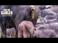 Baby Buffalo S Hilarious Bathroom Mishap Sparks Laughter Must See Wildlife Moment