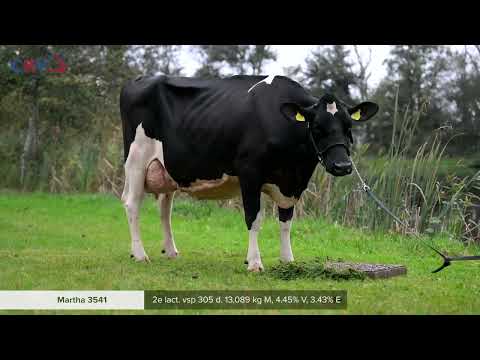 Martha 3540 & 3541 (v: Imperial, 2e kalfs) eig.: Melkveehouderij Plender, Kamperveen