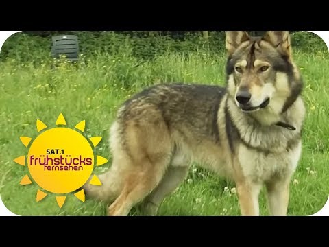 Gefährlicher Trend: Wolfshunde! Wie gefährlich sind sie für Menschen? | SAT.1 Frühstücksfernsehen