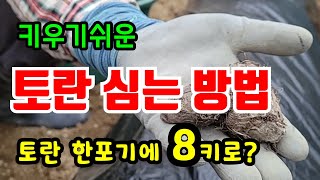 텃밭농사 쉬운 토란농사, 심는방법과 심는시기, 들깨토란국 해먹어요 #토란심는시기 #토란재배 #토란심는간격 #…