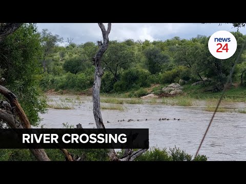 WATCH | Wild dogs, giraffes try cross flooded Kruger river amid heavy rains