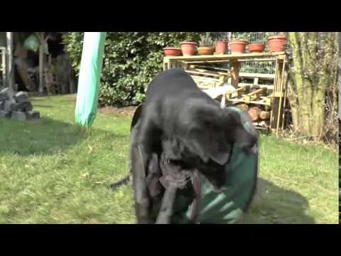 Chica und der Gartensack - Pastor Mallorquin - Bestiar