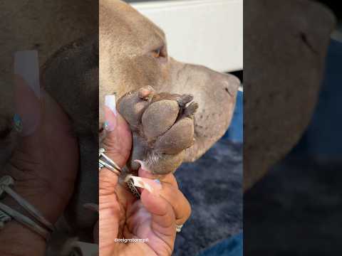 Lets Clean My Dogs Funky Filthy Frito Paws #doggrooming #dogcare #dogsofyoutube #dogsoftiktok #viral