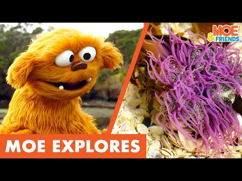 Moe Explores Rock Pools | Kids Discover Sea Creatures | #MoeExplores