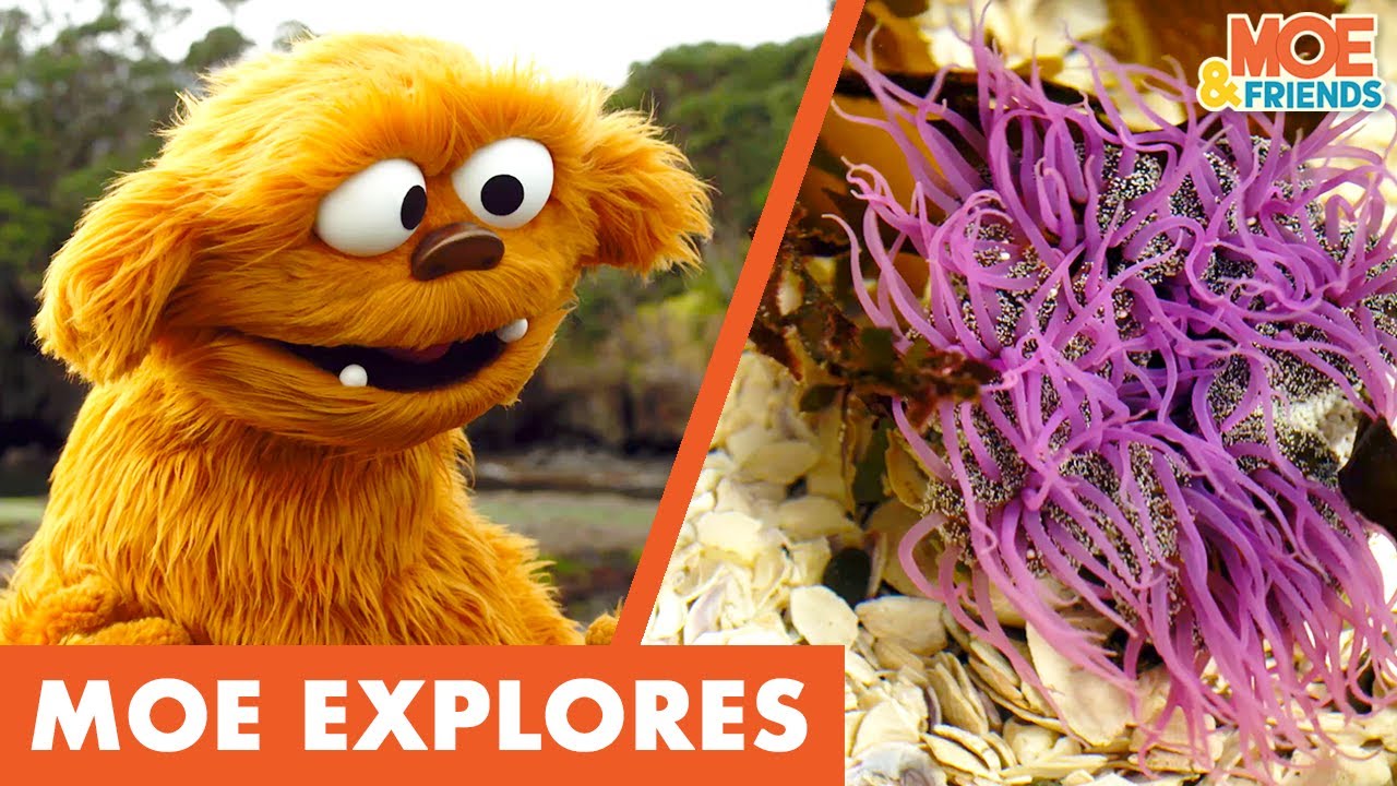 Moe Explores Rock Pools | Kids Discover Sea Creatures | #MoeExplores