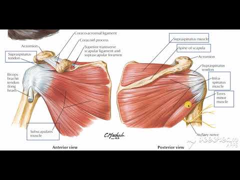 Shoulder muscles attachment 5