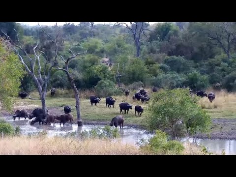 Herd of Cape buffalo (Syncerus caffer caffer) at Djuma Cam Live Stream, Part 1