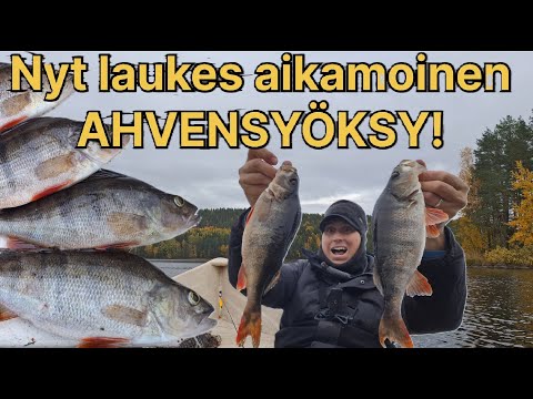 NYT LAUKAS AHVENSYÖKSYN!!! | Isompaa viimein pannulle | Ahvenen syyskalastus | MISSÄ NE ISOT OVAT?!!