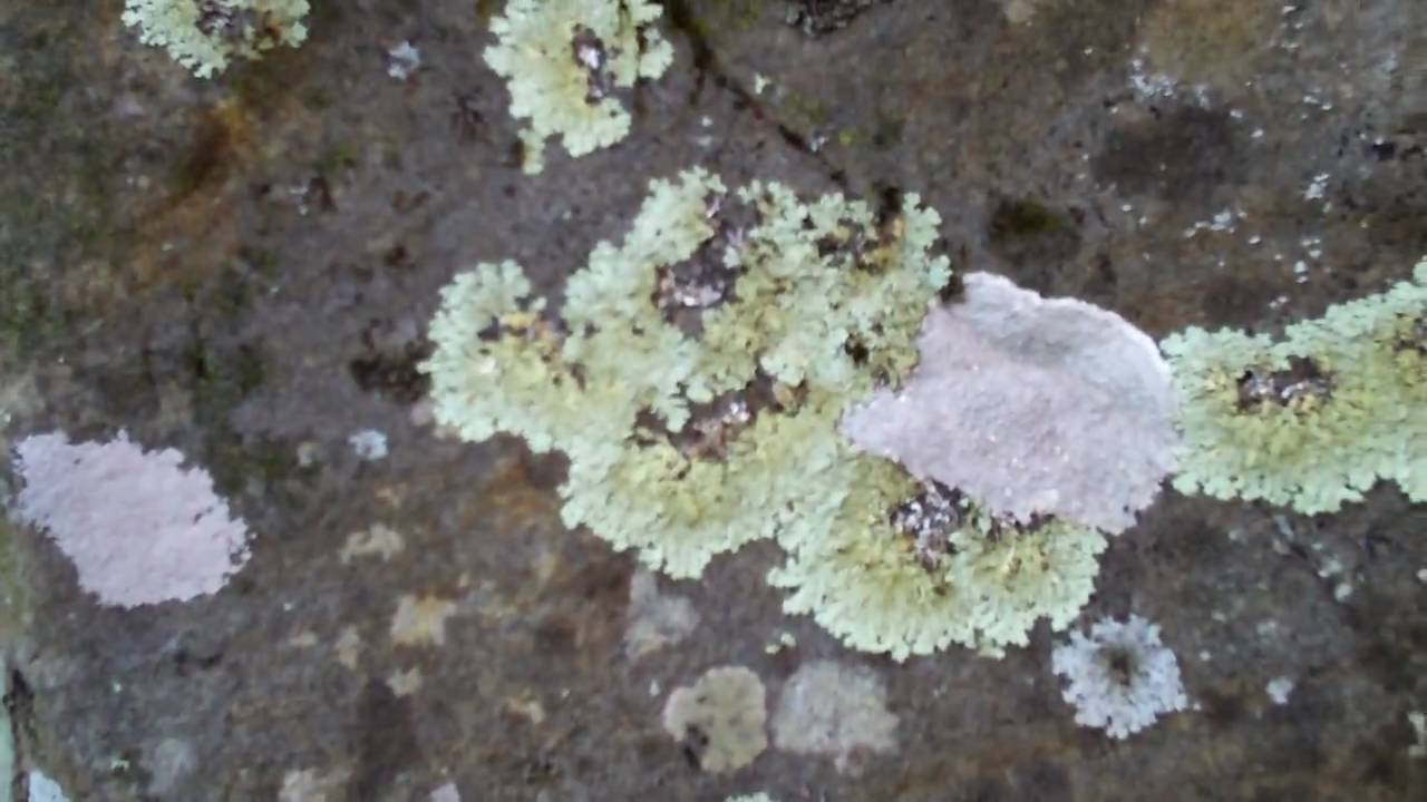 Lichen, the most awesome thing ever. - YouTube