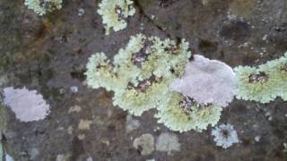 Lichen, the most awesome thing ever.