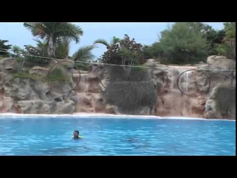 5 Krasse Fakten über Delfine