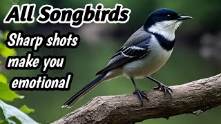 Download lagu “Suara Burung Kacer Super Keras | Audio Masteran Respon Cepat mp3 Download lagu “Suara Burung Kacer Super Keras | Audio Masteran Respon Cepat mp3