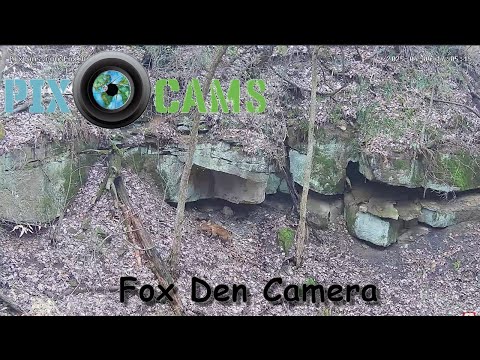 Fox Den Cam – PixCams, Inc.