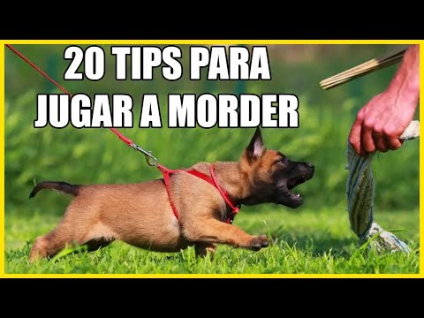 20 Tips para jugar con tu perro y cachorro a morder