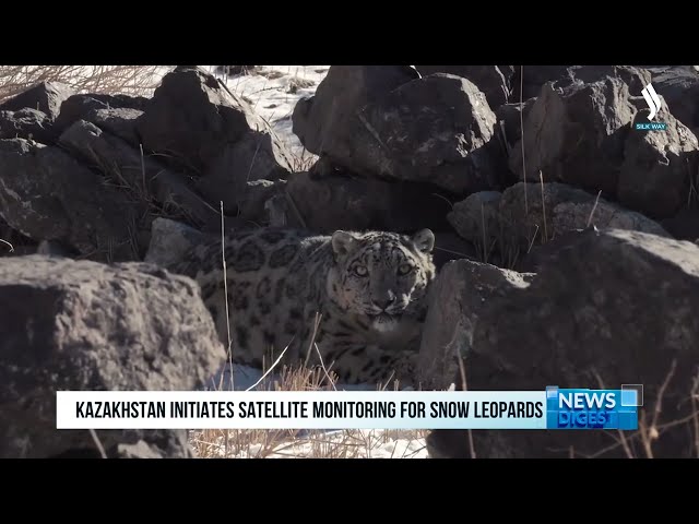 Казакстан илбирстерди спутниктик телеметрия аркылуу көзөмөлдөйт