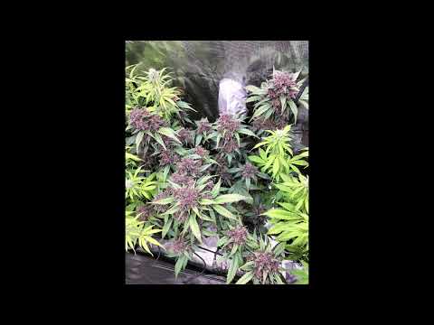 Seed to Harvest Purple Lemonade Auto - Fastbuds