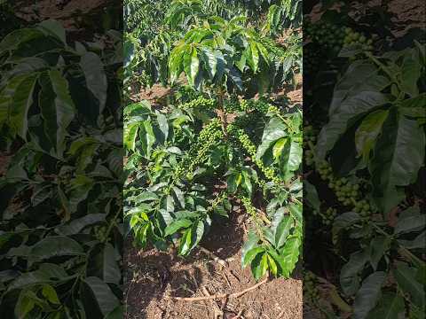 asi va estar la cosecha en Nataga huila colombia.