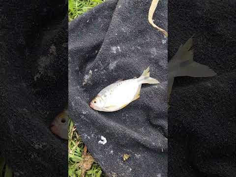 PESCA DE MOJARRA EN MONTE VERA