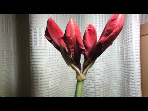 Amaryllis Time Lapse