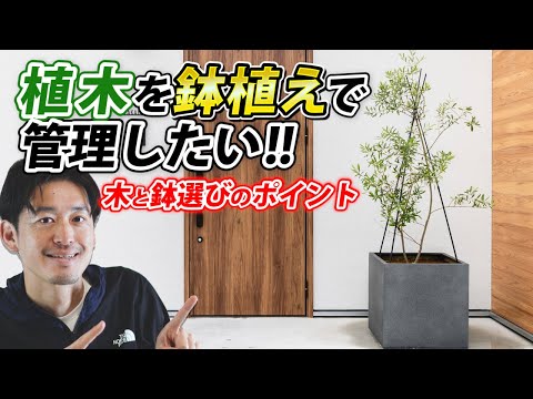 イロハモミジを地植えや鉢に植える時期と方法は？ビデオによる説明  庭園