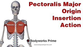 Calf Muscles: Anatomy, Origin, Insertion, Function, Exercises