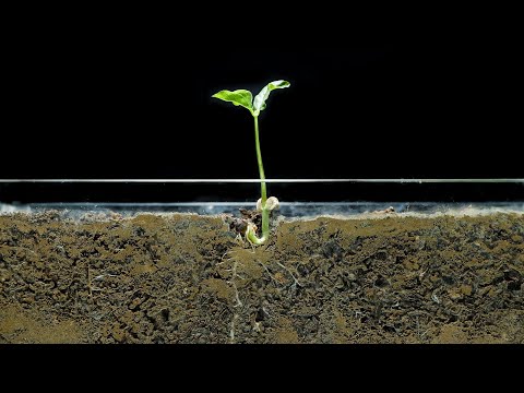 Growing Black Bean Time Lapse