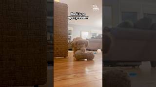 Miniature vidéo