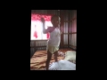 3 Year Old Kid Dancing The Platypus Walk From Disney Channel