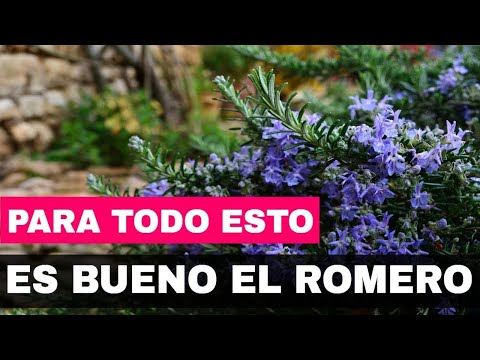, title : '👍Para Que Sirve El Romero 🌿 Como Planta Medicinal Y Como Se Prepara 🍵'