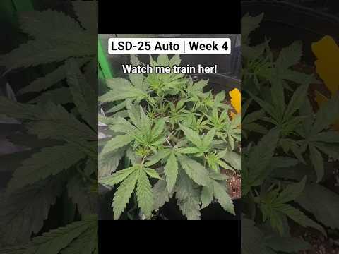 Low Stress Training | LSD-25 Auto by FastBuds Week 4