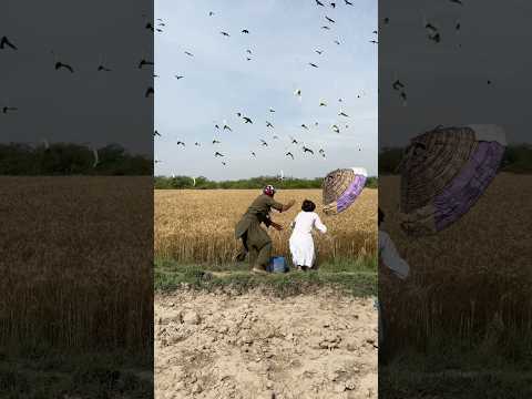 Wild Animals Hunting For Mongoose 🌾🦝#farming #hunting #mongoose #shorts