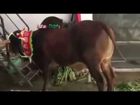 RED BEAUTIES!!!!!  MUNTASIR MURSHED"S QURBANI 2K16