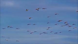 Jascha Richter &amp; Louise Ellerbæk - Respirator