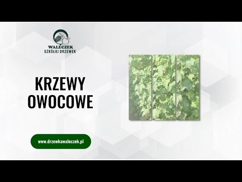 Zobacz filmy, Szkółki Drzewek Waleczek, Mnich