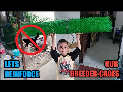 zztvids | Stray cat attack! how to keep stray cats away from young birds