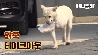 Stray Baekgu Dog That Eats 13 Meals And Takes It T