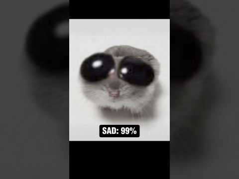 Sad Hamster Becomes More Sad #meme #memes #funny #sadhamster