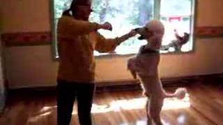 Dancing Poodle Dog, Bailey, Conga