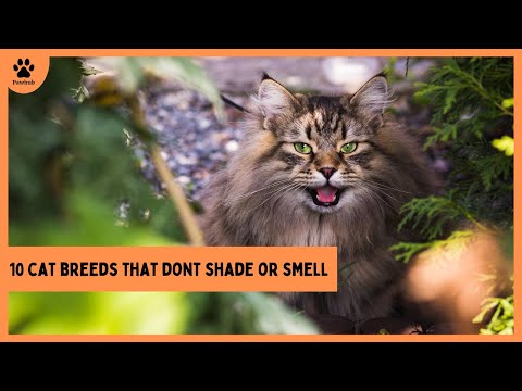 10 Cat Breeds That Don't Shade or Smell/ All Cats